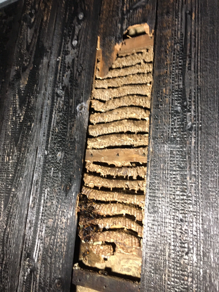 外壁の木板の内側に作られたキイロスズメバチの巣